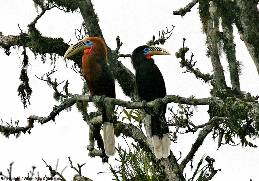 Calaos à cou roux (Aceros nipalensis) mâle et femelle