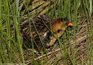 Râle jaune (Coturnicops noveboracensis)