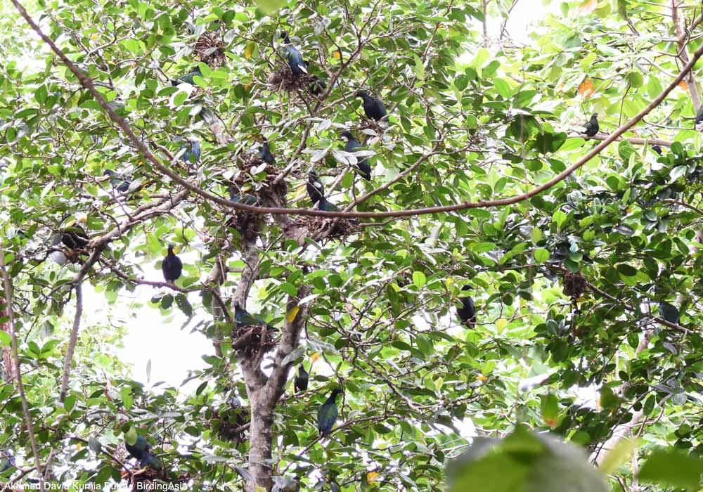 Nicobars à camail (Caloenas nicobarica)