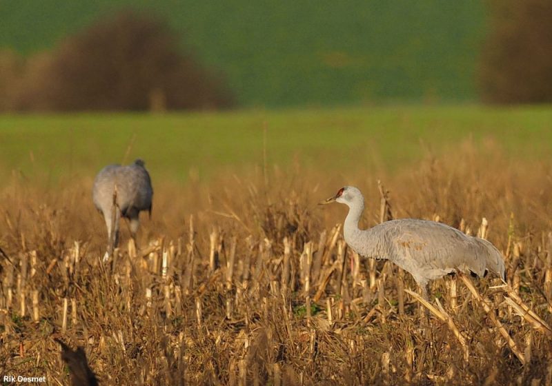 Observation d’une Grue du Canada parmi les Grues cendrées dans la Marne (France) en novembre 2022