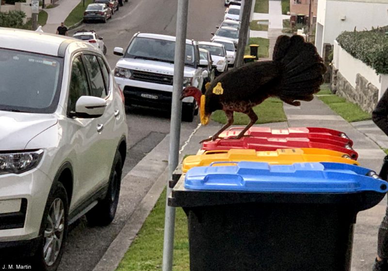 Le Talégalle de Latham, un oiseau forestier australien de plus en plus urbain