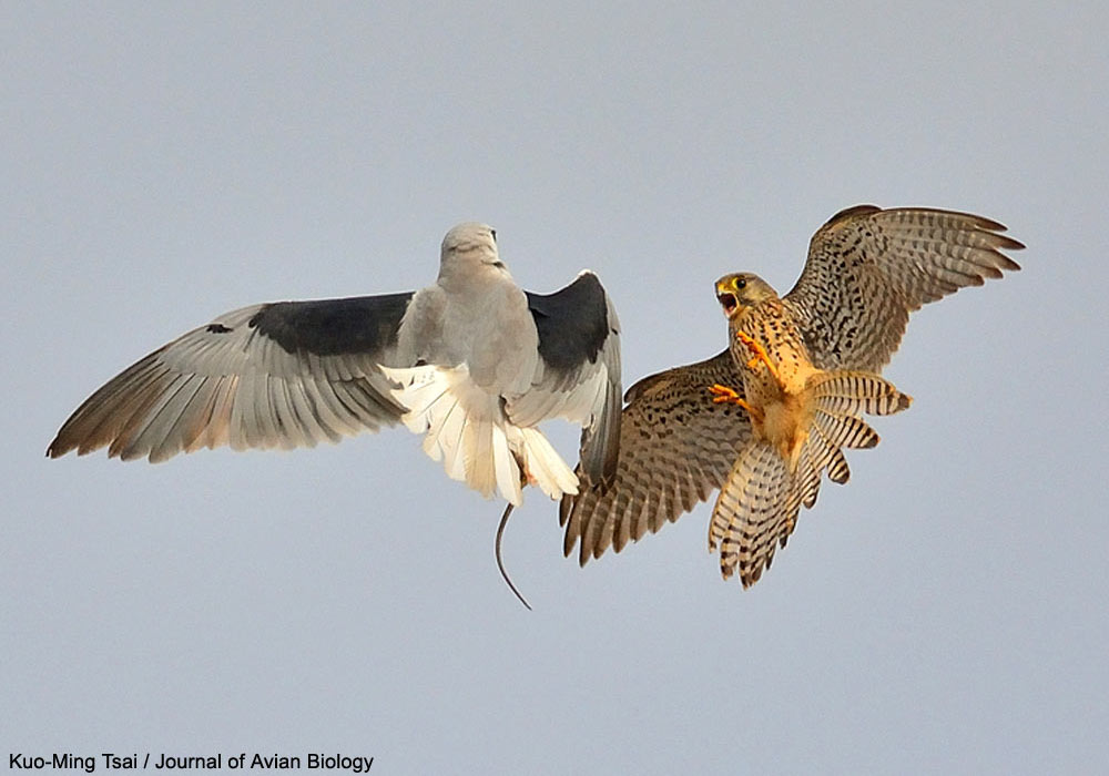 Élanion blanc ou blac (Elanus caeruleus) et Faucon crécerelle (Falco tinnunculus) se disputant un rongeur