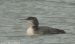 1-Plongeon imbrin | Gavia immer | Great Northern Loon