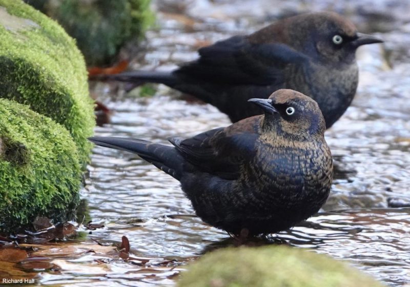 Quiscales rouilleux se baignant dans un ruisseau