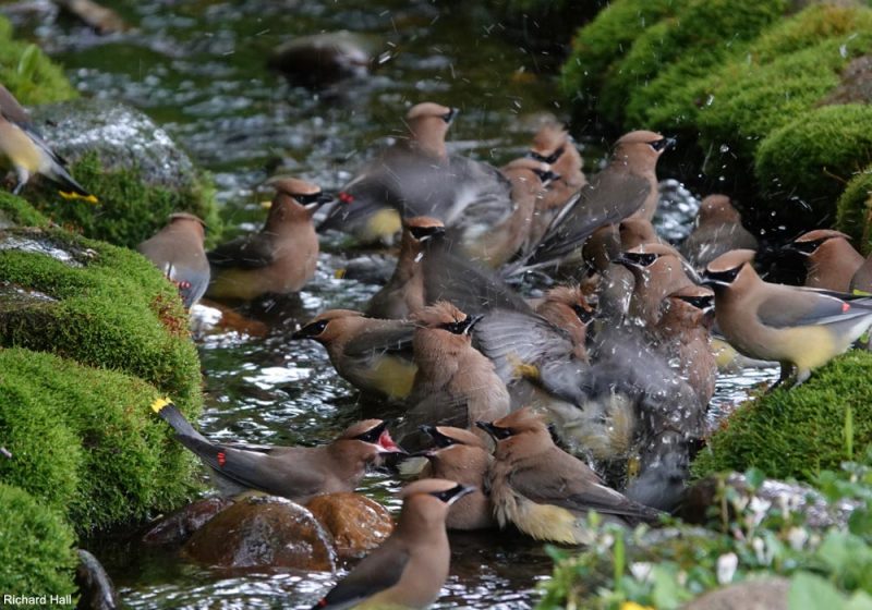 Créer un ruisseau artificiel dans son jardin pour les oiseaux : des conseils et un exemple remarquable