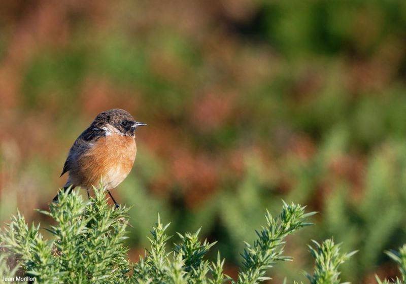 Tarier pâtre sur le cap Sizun