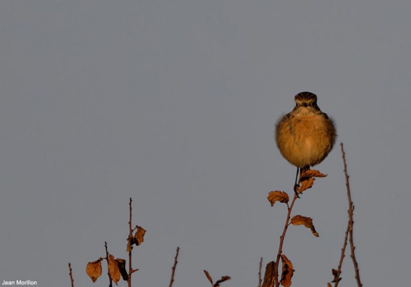 Tarier pâtre à Trunvel