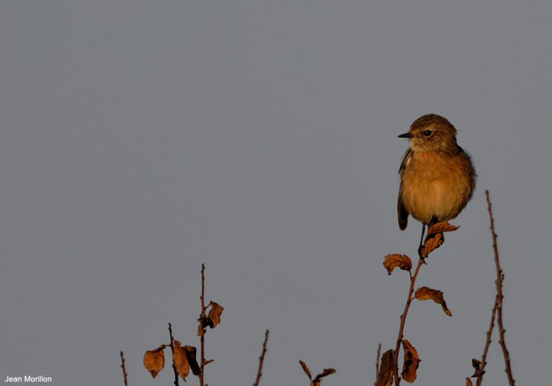 Tarier pâtre en baie d&rsquo;Audierne