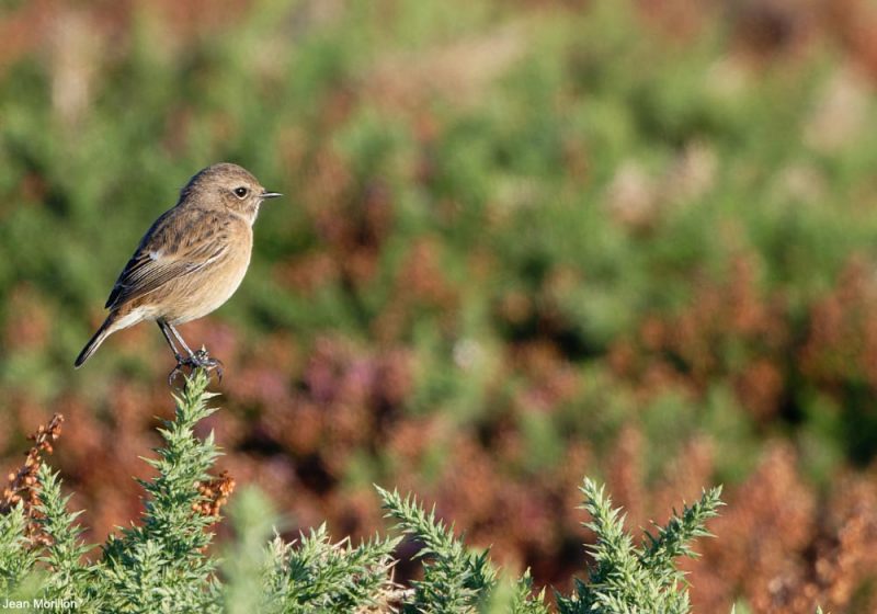 Tarier pâtre sur le cap Sizun