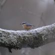 Sittelle torchepot dans le froid