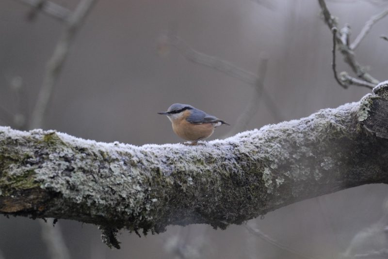 Sittelle torchepot dans le froid