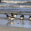 Bernaches cravants dans le Finistère