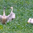 Cygnes de Bewick dans l’Eure