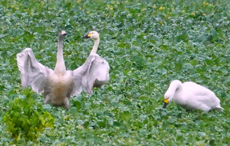 Cygnes de Bewick dans l&rsquo;Eure