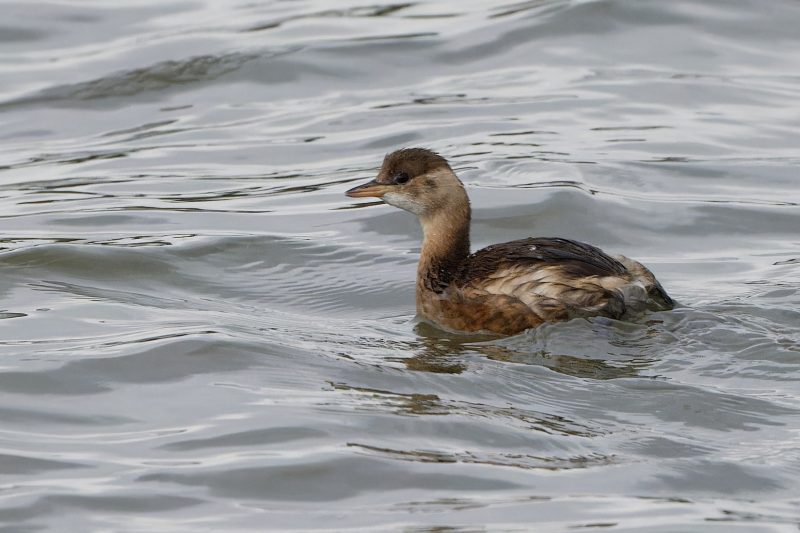 Grèbe castagneux dans la réserve ornithologique du Teich