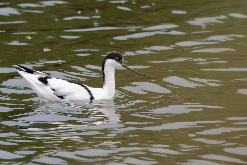 Avocette élégante au Teich