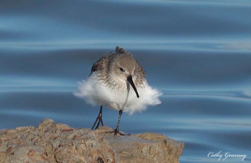 Bécasseau variable en Camargue