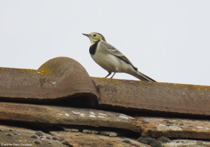 Bergeronnette grise avec une teinte jaune sur la tête