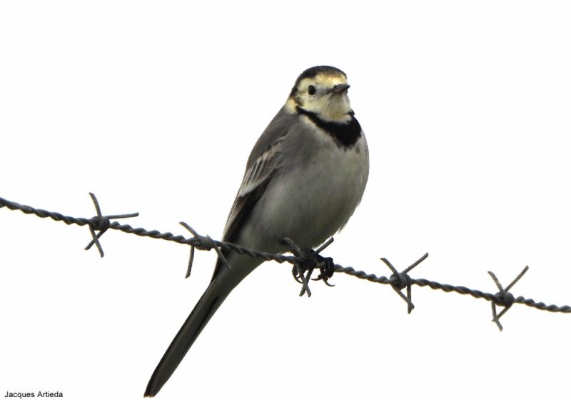 Bergeronnette grise/de Yarrell avec une face très jaune