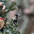 Comment décorer son sapin de Noël pour attirer les oiseaux du jardin ?
