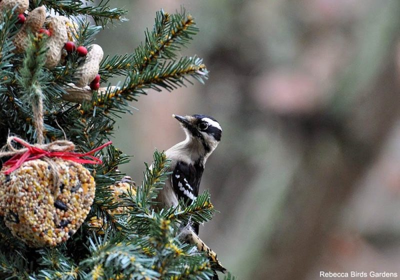 Comment décorer son sapin de Noël pour attirer les oiseaux du jardin ?