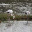 Jeunes Flamants roses dans la réserve du Teich
