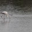 Jeune Flamant rose en Gironde