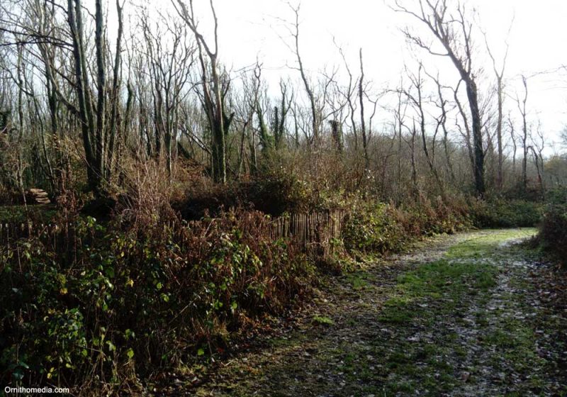 Rencontre en décembre 2022 avec le Pouillot de Hume dans le bois d’Haringzelles (Pas-de-Calais), un lieu chargé d’histoire