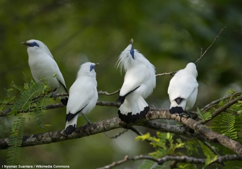La population d’Étourneaux de Rothschild dépasserait désormais les 450 oiseaux en liberté