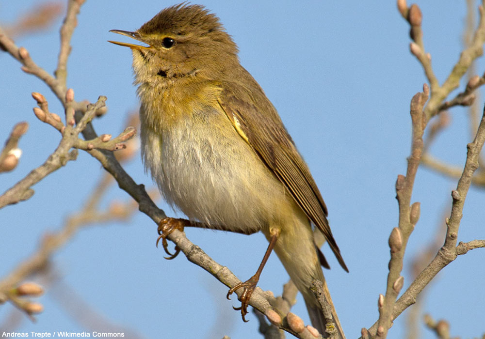 Pouillot fitis (Phylloscopus trochilus) chanteur