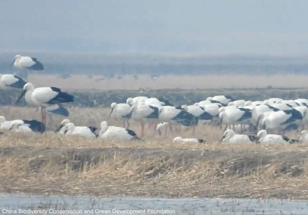 Cigognes orientales (Ciconia boyciana)