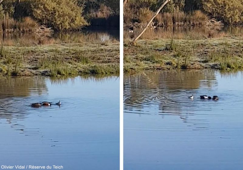 Une intéressante « association » entre un Phalarope à bec large et deux Canards souchets dans la réserve du Teich (Gironde) en décembre 2022