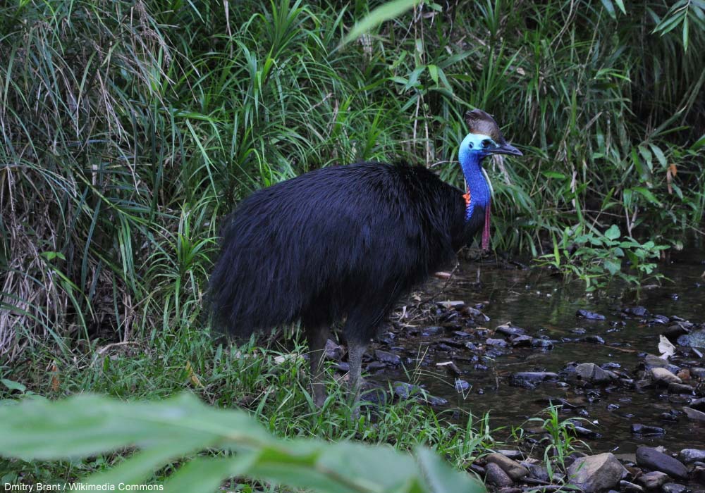 Casoar à casque (Casuarius casuarius)