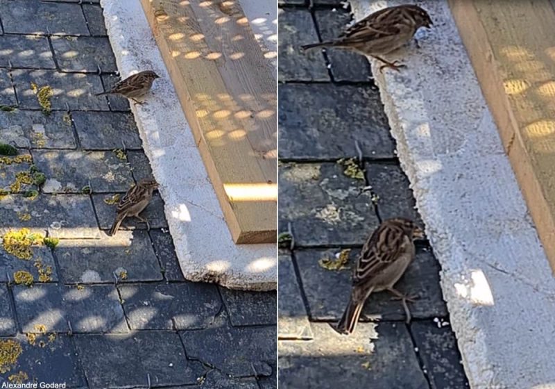 Le polystyrène expansé sur les bâtiments, un risque pour les oiseaux