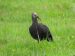 1-Ibis chauve | Geronticus eremita | Northern Bald Ibis