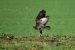 1-Buse variable | Buteo buteo | Common Buzzard