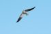 1-Elanion blanc | Elanus caeruleus | Black-winged Kite