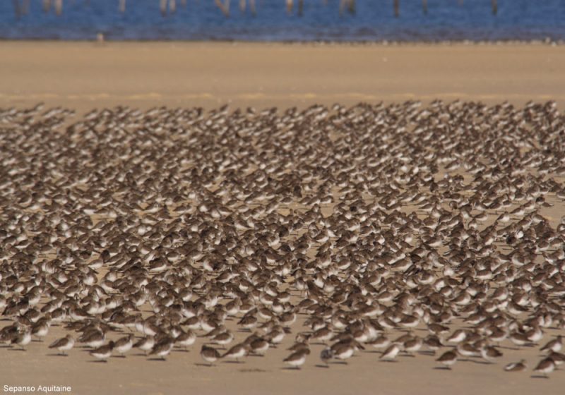 Un rassemblement de 8 500 Bécasseaux variables sur le banc d&rsquo;Arguin !