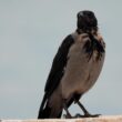 Pourquoi les Corneilles noire et mantelée sont-elles absentes du Maghreb ?