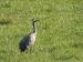 1-Grue cendrée | Grus grus | Common Crane