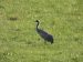 1-Grue cendrée | Grus grus | Common Crane
