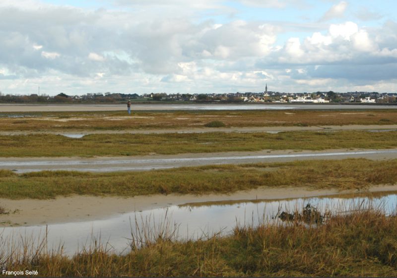 Observer les oiseaux des dunes, vasières et prés salés de l’anse de Kernic (Finistère)