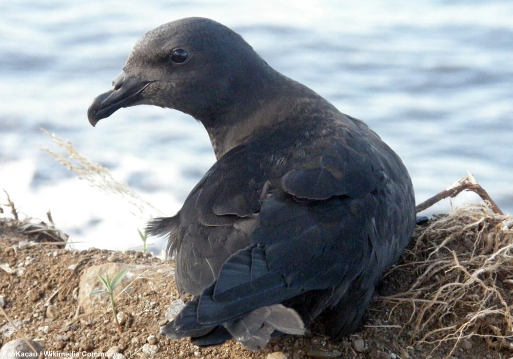 Pétrel noir de Bourbon (Pseudobulweria aterrima)