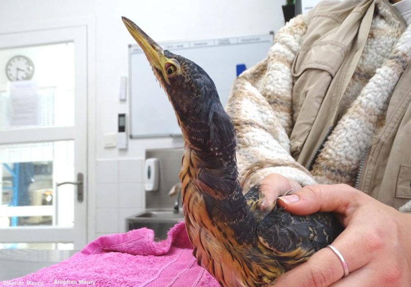 Un Blongios de Sturm récupéré dans un centre de soins à Ustaritz (Pyrénées-Atlantiques) en janvier 2023