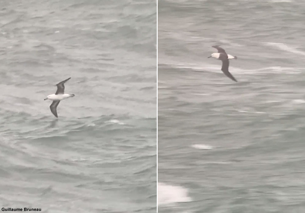Albatros à sourcils noirs (Thalassarche melanophris) immature