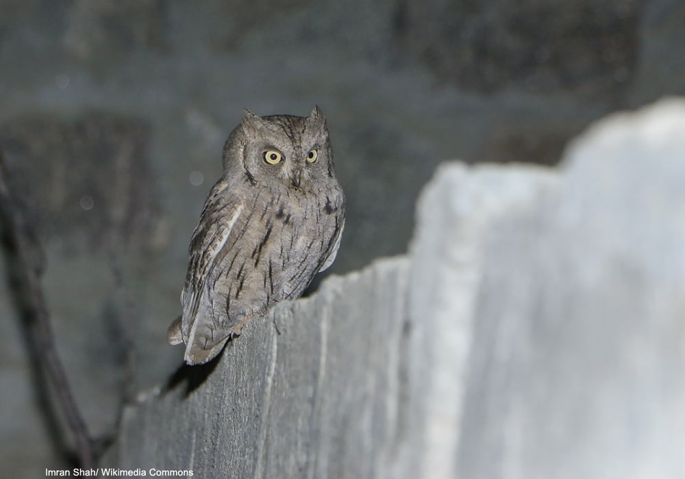 Petit-duc de Bruce (Otus brucei) à Aliabad (Pakistan)