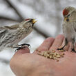 Nourrir les oiseaux sauvages dans sa main : conseils et limites