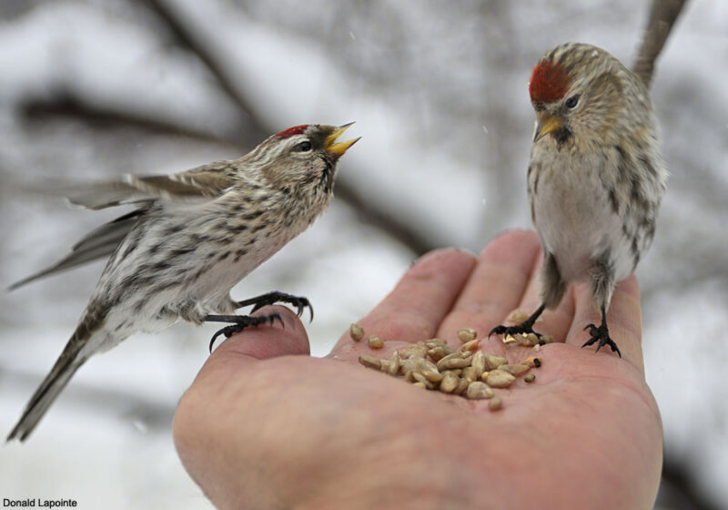 Mangeoire à graines d'arachides et de tournesol pour oiseaux du jardin