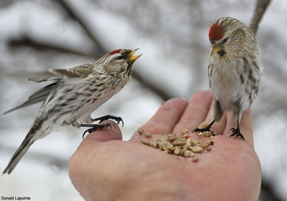 Nourrir les oiseaux sauvages : quoi, comment, quand et pourquoi
