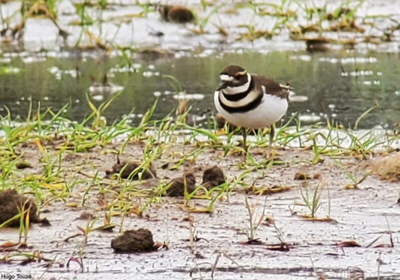 Un Gravelot kildir inattendu
